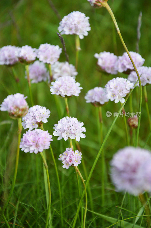 阿米里亚马里蒂玛 - 节俭